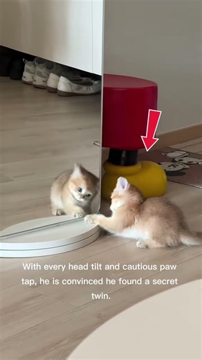 Kitten vs. Mirror: The Cutest Standoff! 🐈‍⬛ #cat #kitten #kitty #shorts
