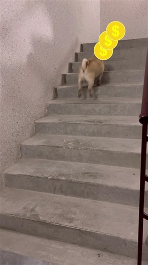 Pug Climbs 10 Floors And Collects ALL Coins! #shorts