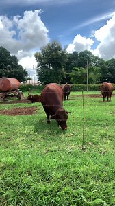 4.8K views · 123 reactions | Welcome to Zambia, video showcases the beauty of beef farming. Goals !!朗Something nice to look at today朗. #agriculture #cattlefarming #beef | Agronomist H Kanyimbo | Facebook
