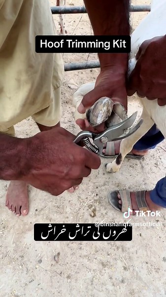 Hoof trimming kit.. #goat #foryou #foryoupage #fyp