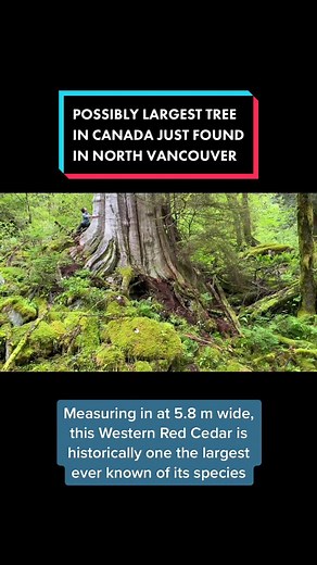 POSSIBLY LARGEST TREE IN CANADA JUST FOUND YESTERDAY IN NORTH VANCOUVER #ancientforest #vancouverisland #tree #oldgrowth #oldgrowthlogging #saveoldgrowth #recedar #northvancouver #vanisland #vancouver #environment #explorevanisle #explorebc #temperaterainforest #conservation #conservationphotography #conservationphotographer #sharevi #pnw #pnwcollective #earthcapture #northvan #northshore #bc #britishcolumbia