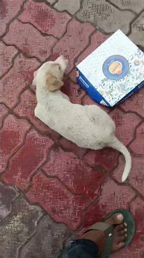 dog Masti Khel kud raha hai 😁😁