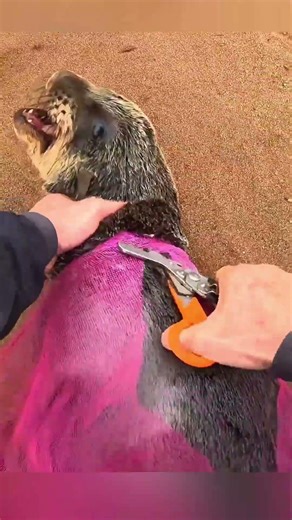 دور الاخ الاكبر في الحياة 🤔🤔 #shortvideo