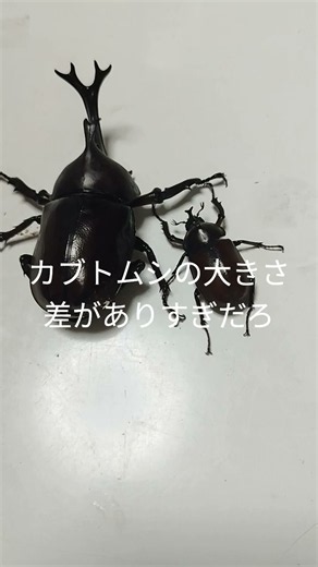 カブトムシのオスはオスでも全然大きさ違うw