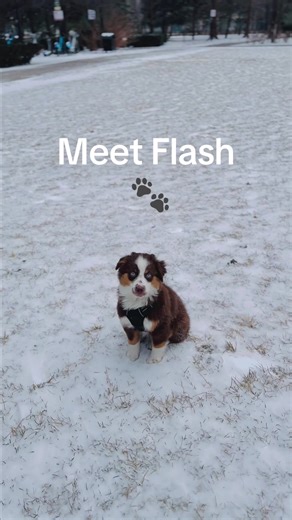 Meet Flash: Our Mini American Shepherd 🐾