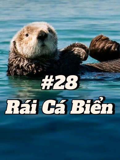 Rái Cá Biển Đáng Yêu: Những Khoảnh Khắc Dễ Thương