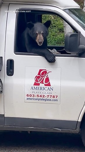 3.9K views · 439 reactions | A hungry black bear hopped right into a work truck in New Hampshire on Wednesday, gobbling up part of a worker’s lunch as it hung out the passenger’s side window. More in the link in our bio. #nbc10boston #newengland #newhampshire #bear #video | NBC10 Boston | Facebook