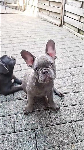 Französische Bulldogge Welpe ❤️