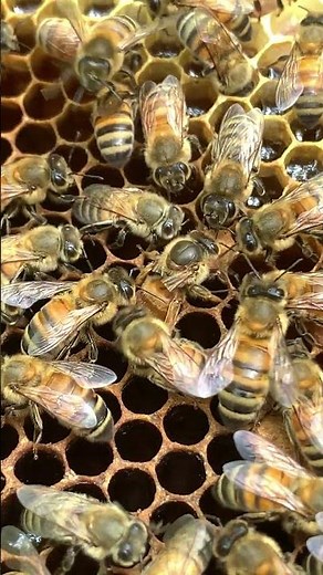 Queen Bee Busy Laying Eggs 👑🐝 | Life Inside the Hive