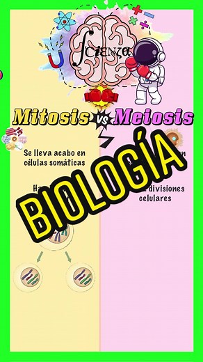 Es momento de conocer la diferencia entre la Mitosis vs Meiosis #edutok #fyp #biology #mitosis #meiosis #scienzaedu #celular #reproduccion