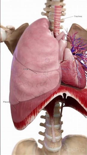 Every breath reshapes the mechanics inside your chest.
