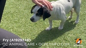 13K views · 1K reactions | Happy update, Fry has been rescued...