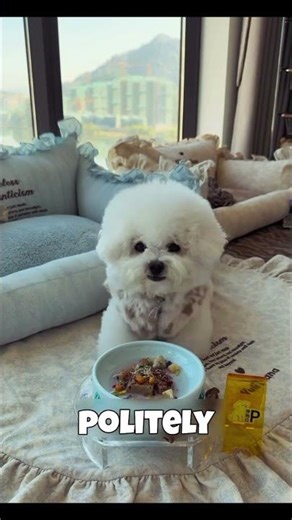This Dog Has Better Table Manners Than Most People 🐶🍽️😂