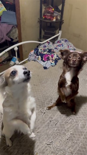 My beloved dogs doing tricks #Dogs #Fun #Funny #Silly #Cute #pets ￼
