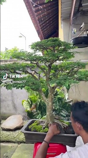 brazilian Rain tree beautful bonsai