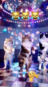 Cats dancing 🕺😹🐾 #dancing #cats #dance #funny #fblifestyle #cute #AI #viralreels #fbreels #fypviralシ #fbreelsvideo #reelsvideo #fypシ゚ #fyp #reels #trend #trendingnow #viral #highlights #everyone | Helen Tan