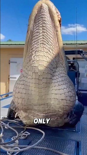Some animals don't look that big but in reality they are huge. #facts #animals