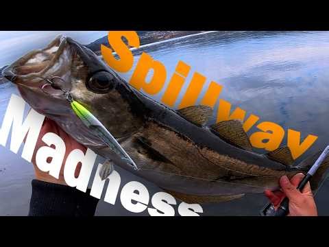 Is this Spillway the BEST Place to Catch HUGE Fish? Norway Fishing