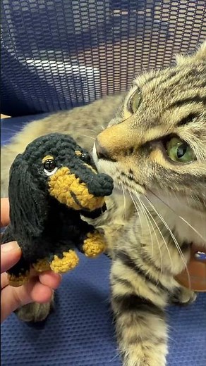 自分のぬいぐるみに興味津々のコテン