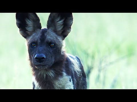 Painted Wolves Ambush Rival Pack | 4K UHD | Dynasties | BBC Earth
