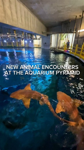 Ready to feed your curiosity? Join us at the Aquarium Pyramid for dual feeding fun! Explore our Stingray and Caribbean feeding encounters, where you can feed stingrays and witness shark feeding 🦈 | Moody Gardens