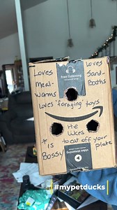 Our newest addition to our little rescue came to us from Maryland. This is Bo, an adorable serama rooster. He is slightly spoiled, very funny & we are happy to give him a new home. He fell in love with my daughter & did not want to leave her side. ❤️ | Pip, my pet duck and friends