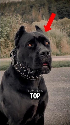 TOP 5 MOST DANGEROUS DOGS IN THE WORLD 😱 #animals #dogs #top5