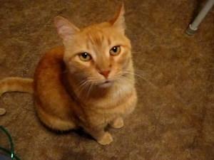 Talking Yellow Kitty Says Mama