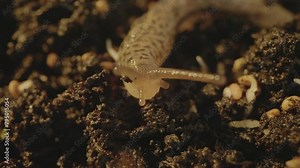 Slug snail crawls across forest floor looking for food with two antennae towards camera