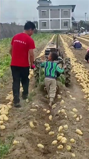 How a Potato Harvester Works | Satisfying