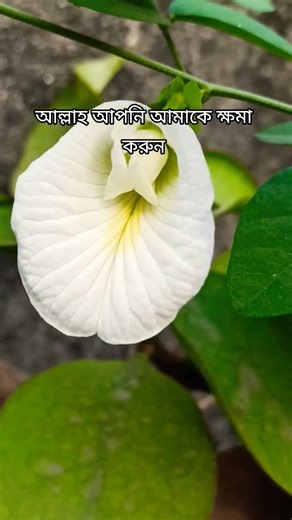 এমন কোন পাপ নাই, যা আমার দ্বারা হয় নাই 🥲🥲🥲🥲