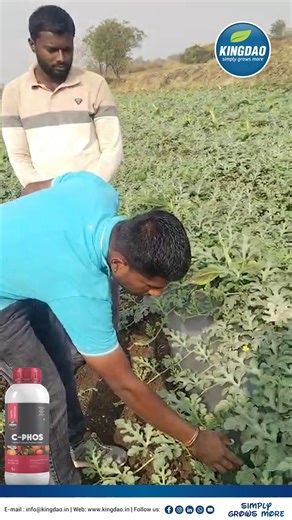 Kingdao Agrochem | 🌿 Farmer Testimonial – C-PHOS 300 on Watermelon Crop 🍉 🧑🌾 “After spraying C-Phos 300 in my watermelon field during the flowering and fruit... | Instagram