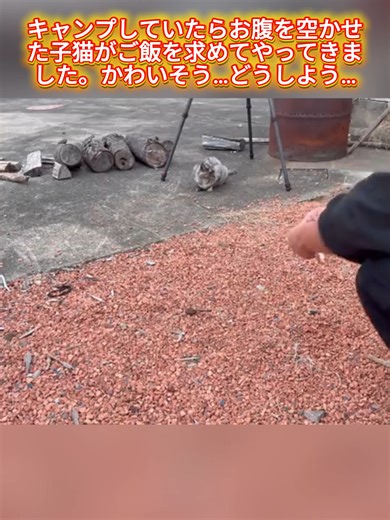 キャンプしていたらお腹を空かせた子猫がご飯を求めてやってきました。かわいそう…どうしよう… PART 2 #ソロキャンプ #猫とキャンプ #キャンプ #fyp #foruyou