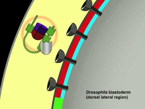 Peluso et al.: Shaping a Morphogen Gradient