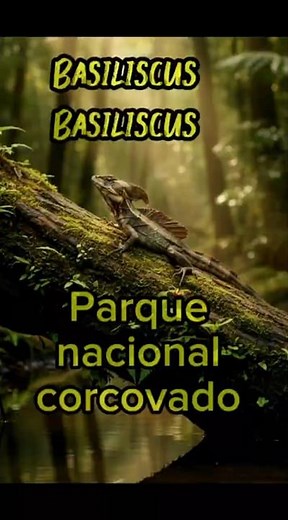 ​Basiliscus Basiliscus: El reptil que camina sobre el agua. Parque Nacional Corcovado.