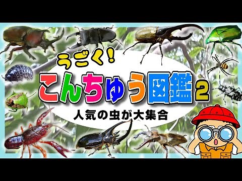 【昆虫図鑑】動画で覚える！こんちゅうの名前と特徴➁〈カブトムシ、アリ、ホタル、オンブバッタ、カタツムリ、チョウ〉【幼児向け 子ども向け】 日本語 bug Japanese