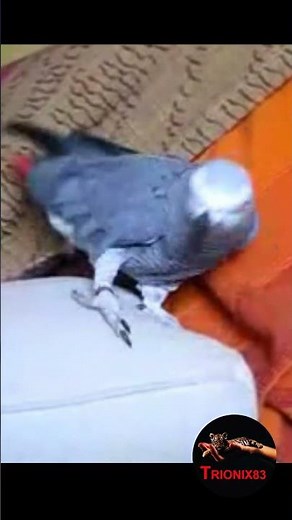 LORO GRIS AFRICANO (El loro mas inteligente del mundo)