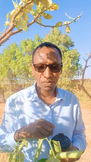 Maskaxdaadu ma cagaaratay? | University of Northeastern Somalia