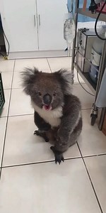 1300KOALAZ Miss Eleanor is very protective over her little pouch joey. Here she is at the vets after being hit by a car. This is Miss Eleanor after a male koala decided to give her a wolf whistle (koala bellow). This shows how protective female koalas can be over their joeys and also the language a female koala uses to tell a male koala she is not at all interested in his advances. The male koala in question, was very silent after Miss Eleanor spoke. Please remember that despite how sweet koalas
