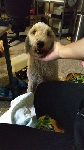 clearing my dog's throat