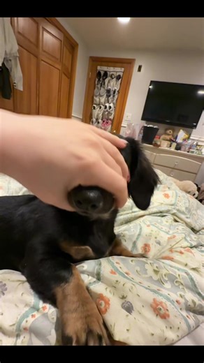 Dachshund Grooming: Nail Trimming and Grinch Feet