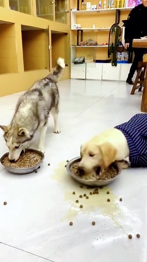 Funny Dog Eating Fast Compilation