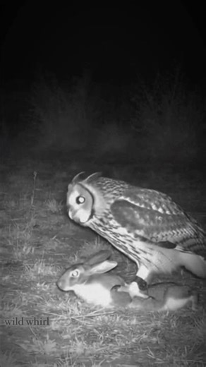 Owl Attacks Rabbit…😱😱😱 | wild life | emotional story |2026 #dog #wildlife