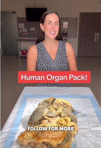 Explore the Human Organ Pack in Anatomy