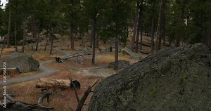 Devils Tower mountain monument forest tilt up 4K. 1,267 feet tall igneous rock tower in Black Hills of South Dakota and Wyoming. United States National Monument. Recreation, tourism, vacation.