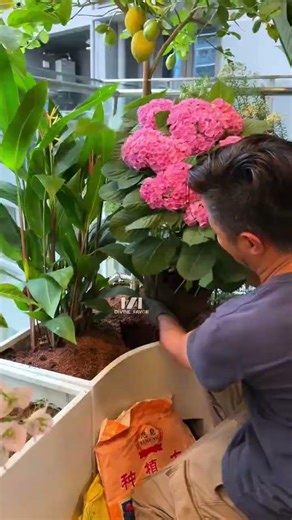 Attention! This is not a window view! It's my balcony's Tyndall Forest Garden