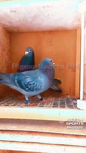 3.8K views · 140 reactions | Basic widowhood. #pigeons #pigeon #pigeonrace #duiven #frumos #hybrid #racingpigeons #pigeonracing #kalapati #kalapatids #pair #kalapatidsph #kabutar #kabootar #loft #porumbei #palomas #pombo #fypシ #fypシ゚viralシ #merpatikolong #merpati #fypシviralシ2024 #training #success #race #kabutarbazi #ctto #merpatikolongbebas #merpatilovers | Pigeon Sports PH | Facebook