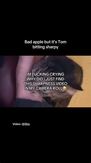Tom Bites Sharpy: Bad Apple Minecraft Animation