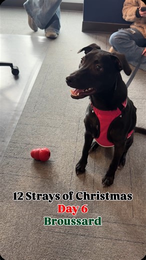 🎄🐾 Meet Broussard! 🐾🎄 Day 6 brings us Broussard, a 7-month-old collie / black lab mix who is as sweet as they come. She’s super friendly, full of love, and more than ready to find her forever home. If you’re looking for a loyal best friend to grow up with your family, Broussard might be your perfect match. 💛 | The Slacker Show
