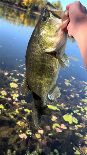 Huge Colorado bass! #colorado #fishing #trout #icefishing #troutfishing #bassfishing #fyp